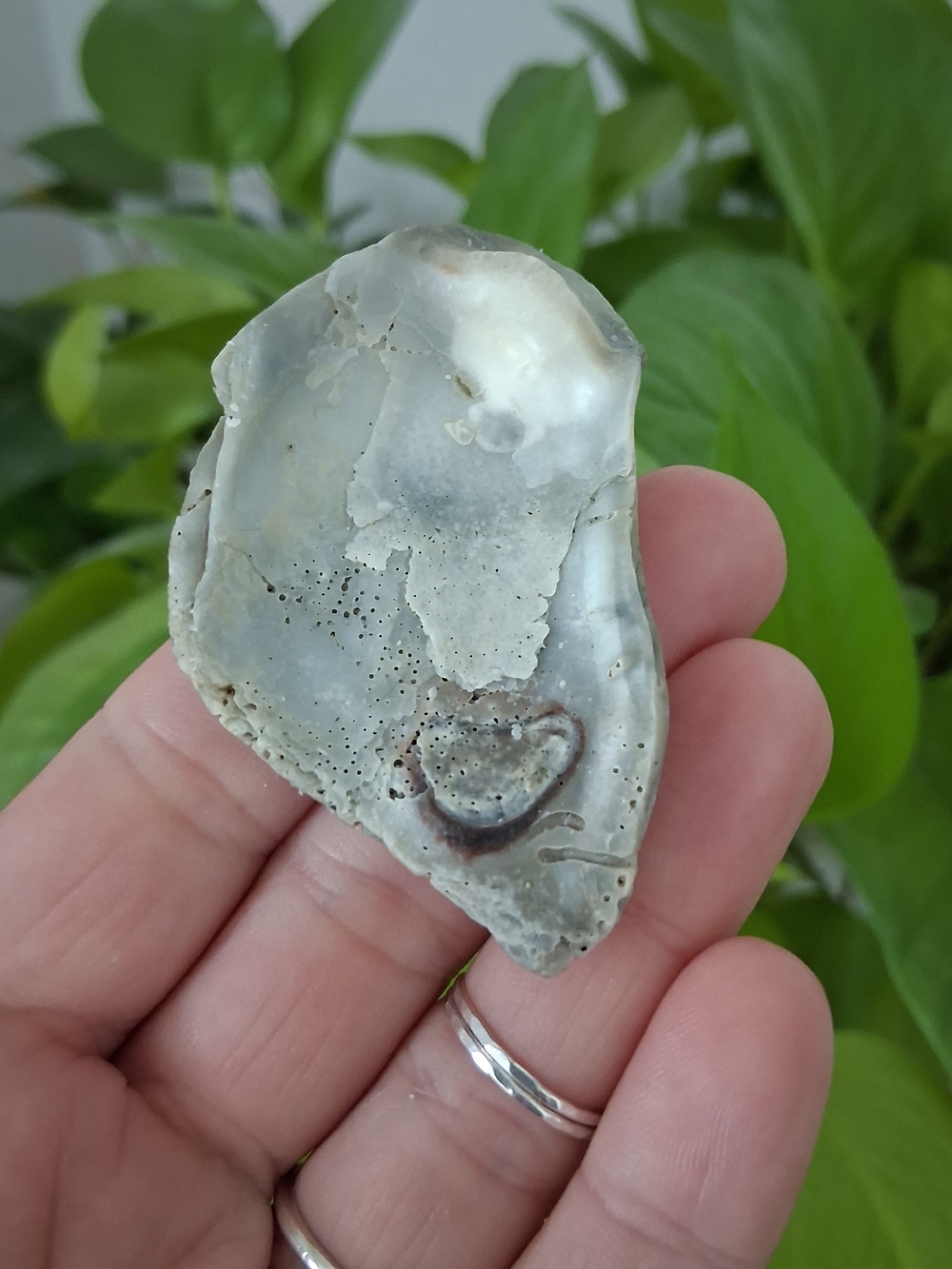 Natural Oyster Shell Decor
